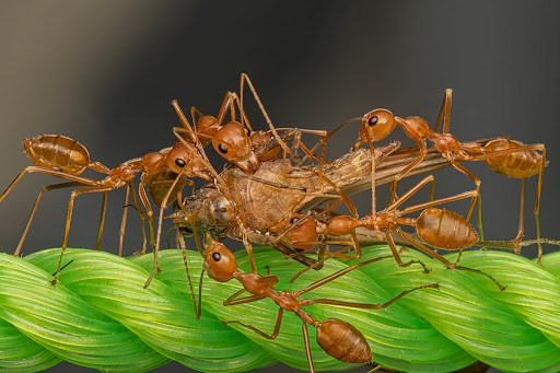 Pest Control